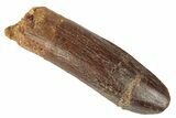 Fossil Sauropod Dinosaur (Titanosaur) Tooth - Morocco #248888-1